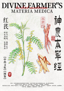 紅芪中藥材水彩設(shè)計(jì)模版