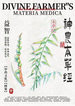益智中藥材水彩設計模版
