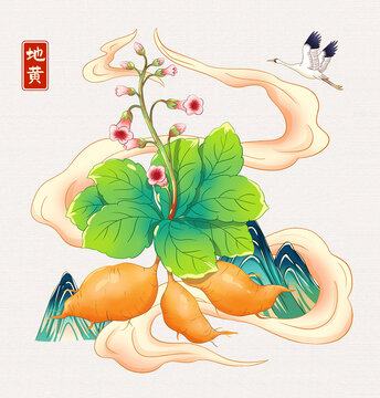 地黃草藥插畫