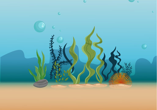 海