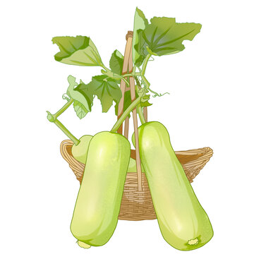 冬瓜插畫