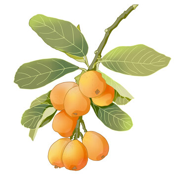 枇杷插畫