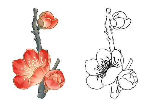 水彩梅花枝插畫素材