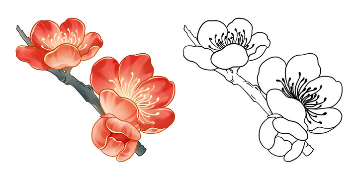 梅花枝插畫素材花枝線稿