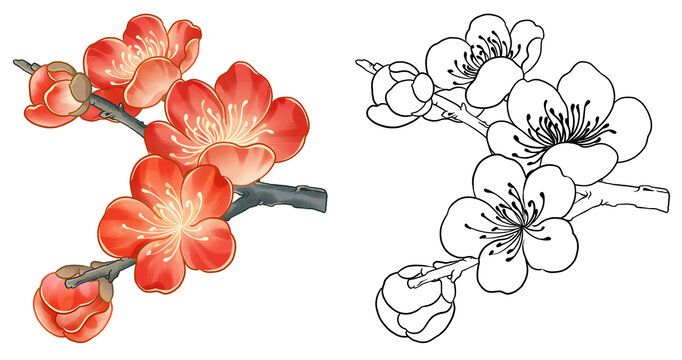 水彩梅花枝插畫素材