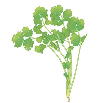 香菜手繪插畫
