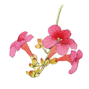 水彩凌霄花