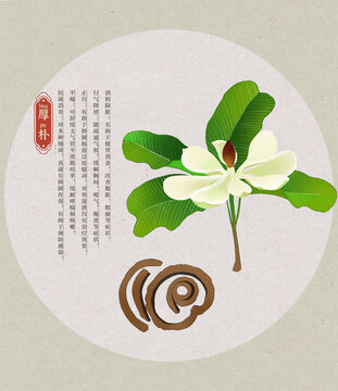 厚樸中草藥國潮國風(fēng)水彩插畫