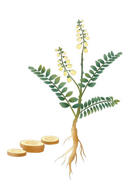 黃芪中草藥國潮國風(fēng)水彩插畫