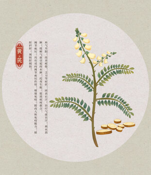黃芪中草藥國潮國風(fēng)水彩插畫