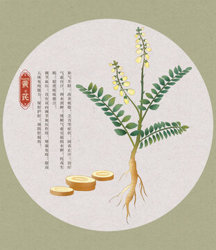 黃芪中草藥國潮國風(fēng)水彩插畫