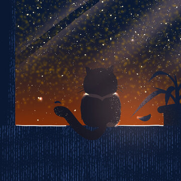 貓貓背影