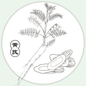 手繪中草藥黃芪線稿