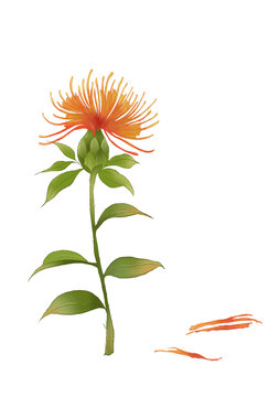 紅花中草藥國潮國風(fēng)水彩插畫