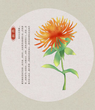 紅花中草藥國潮國風(fēng)水彩插畫