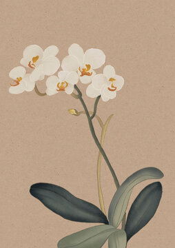 蝴蝶蘭國(guó)潮國(guó)風(fēng)水彩插畫