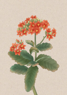 長壽花國潮國風(fēng)水彩插畫