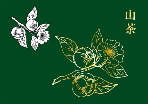 山茶插畫