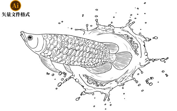 龍魚