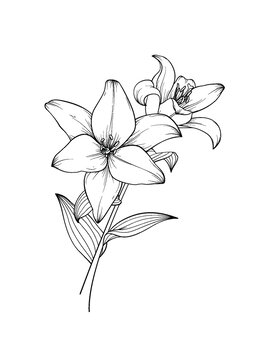 百合花線描