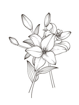 百合花線描