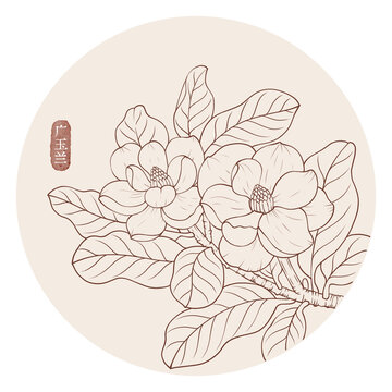 線描廣玉蘭