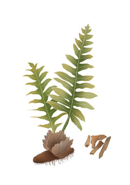 骨碎補(bǔ)中草藥國(guó)潮國(guó)風(fēng)水彩插畫