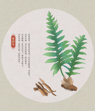 骨碎補(bǔ)中草藥國潮國風(fēng)水彩插畫
