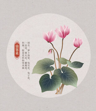 仙客來花朵國(guó)潮國(guó)風(fēng)水彩插畫