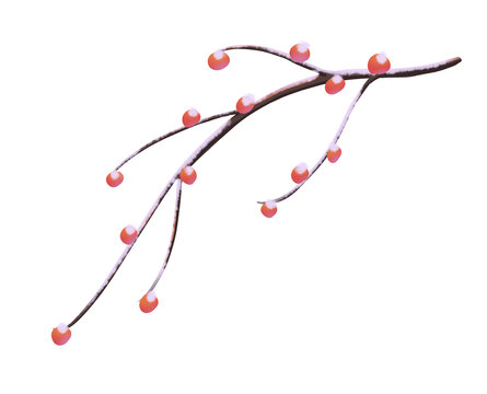 柿子