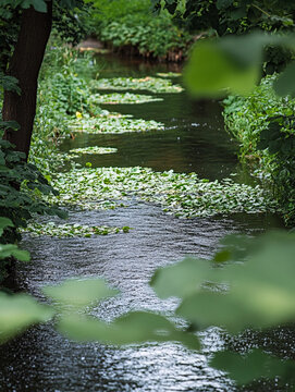 河道綠蔭