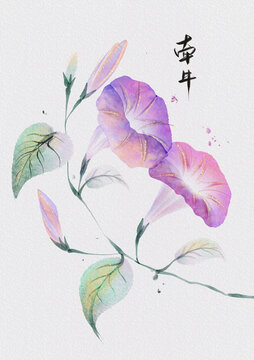 國(guó)畫水墨花卉植物牽牛花手繪插畫