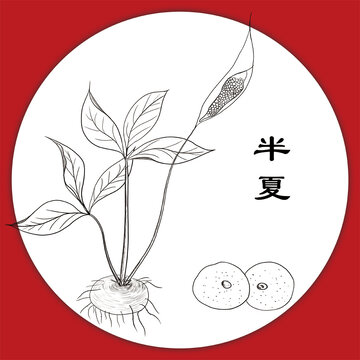 手繪中藥半夏線稿