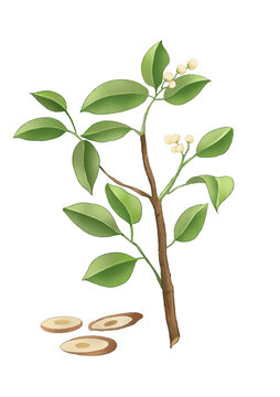 桂枝中草藥國潮國風水彩插畫