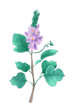 葛花中草藥國潮國風(fēng)水彩插畫