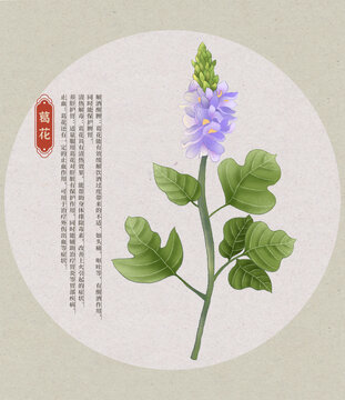 葛花中草藥國(guó)潮國(guó)風(fēng)水彩插畫