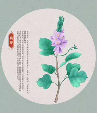 葛花中草藥國(guó)潮國(guó)風(fēng)水彩插畫(huà)
