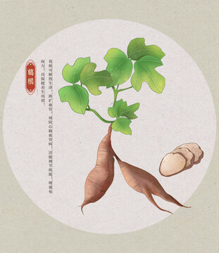 葛根中草藥國潮國風水彩插畫