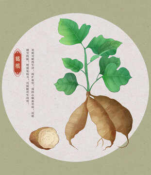 葛根中草藥國潮國風(fēng)水彩插畫