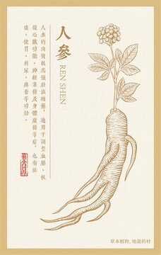 人參插畫(huà)