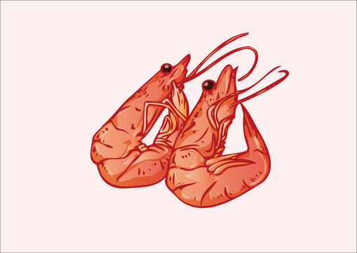手繪甜蝦插畫