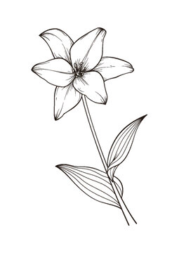 百合花線(xiàn)描