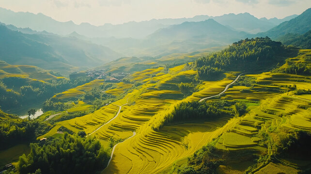 金黃梯田