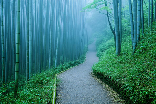 風(fēng)景美景夏天雨后竹林