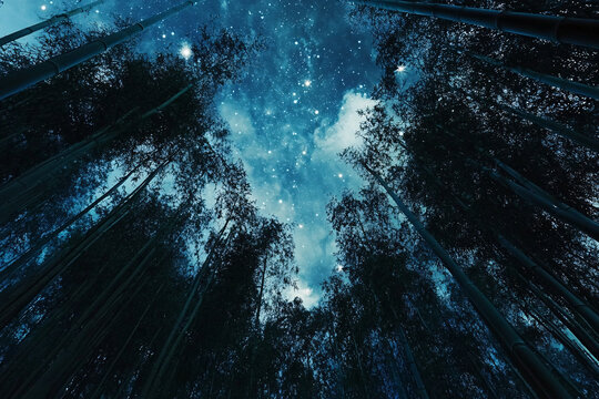 竹林夜景