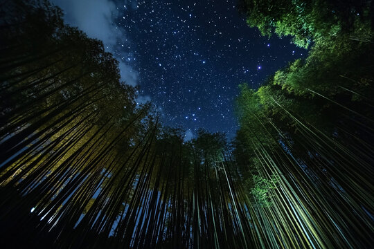 竹林夜晚景色