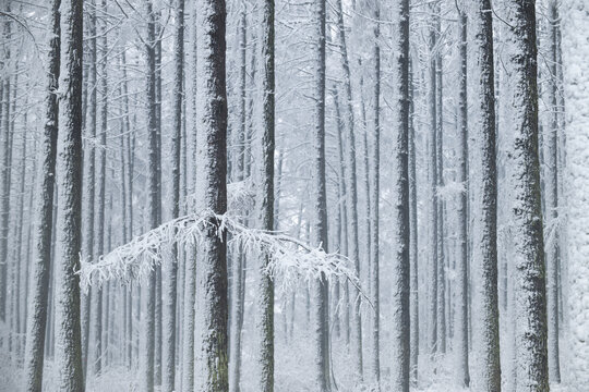 霧凇