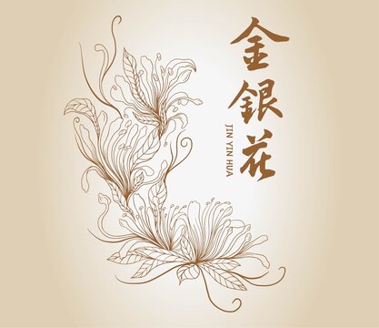 金銀花包裝插畫