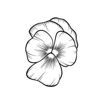 三色堇黑色線稿