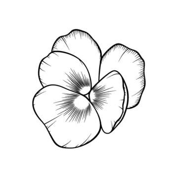 三色堇黑色線稿